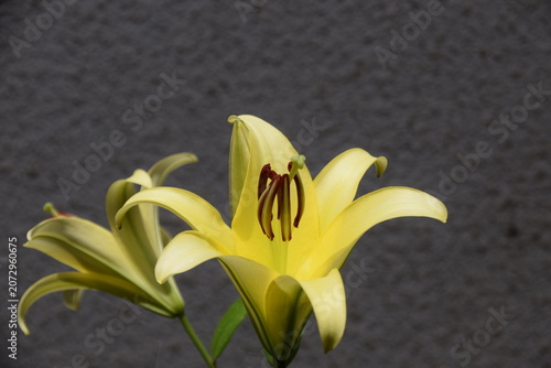 yellow lily on black background