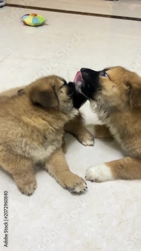 Two Cute Puppies Playing Indoor Floor Pet Siblings
