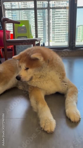 Fluffy Akita Dog Pet Indoor Lying Floor Calm Portrait