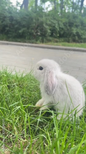 White Lop Eared Bunny Rabbit Grass Outdoor Cute Fluffy Pet