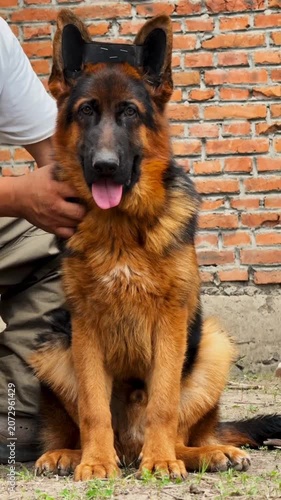 German Shepherd Dog Pet Brick Wall Portrait Obedience Training