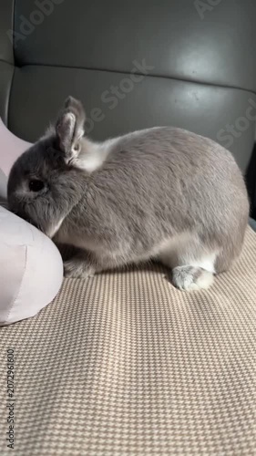 Grey Rabbit Bunny Pet Couch Closeup Cute Fluffy Animal