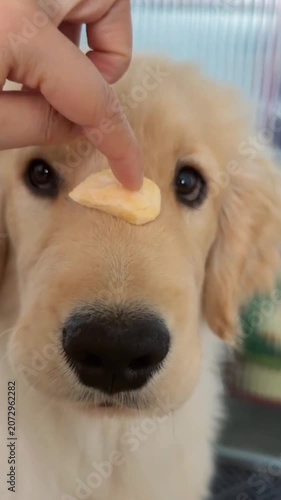 Golden Retriever Puppy Treat Balance Nose Training Closeup Pet