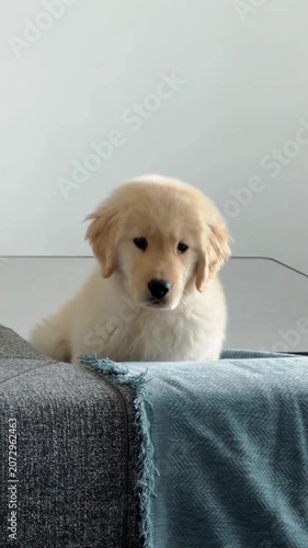 Adorable golden retriever dog puppy sitting couch pet