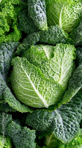 Fresh organic savoy cabbage heads with vibrant green crinkled leaves and morning dew water droplets for healthy cooking photography