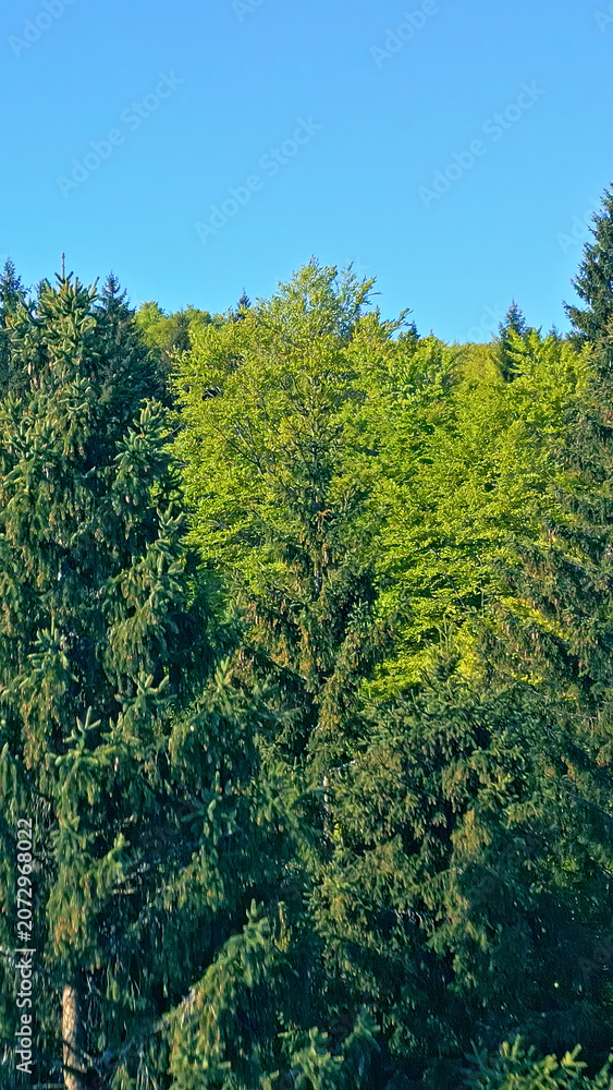 Fototapeta premium Pan across the lush, vibrant forest showing the tranquility of nature from an aerial view. The dense trees stretch endlessly under a clear blue sky, offering a serene escape into the wilderness.