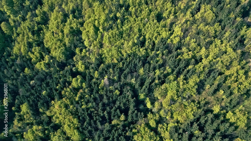 Fotografía The aerial view reveals an expansive forest canopy, a serene tapestry of green hues