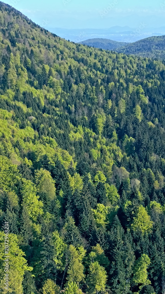 Fototapeta premium An aerial view reveals a dense forest with vibrant green trees stretching across rolling hills, evoking a sense of tranquility and natural beauty.