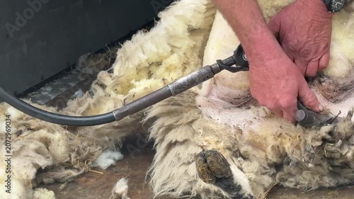 Sheep being sheered close up view of wool being removed from farm animal UK 4K