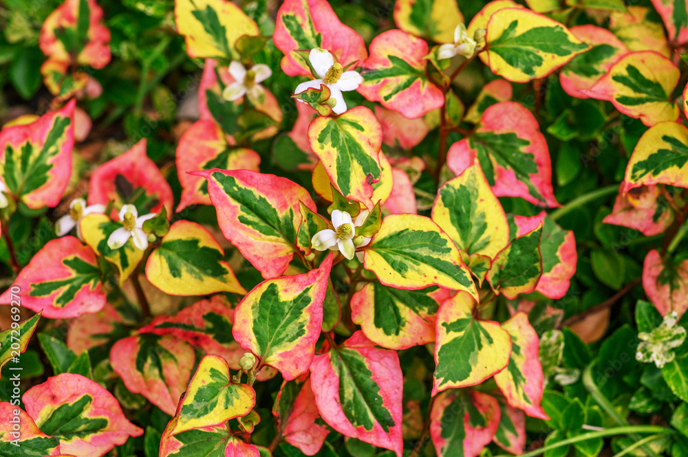 Obraz premium Vibrant green, yellow, and pink variegated chameleon plant leaves with small white flowers