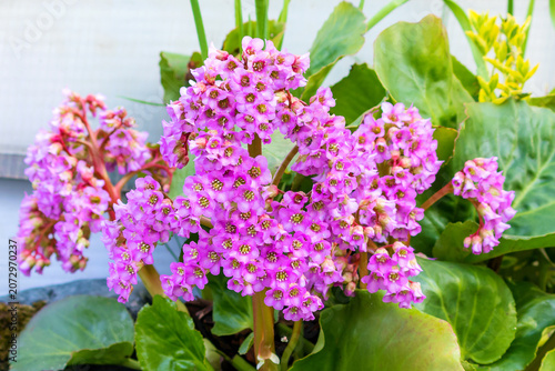 фотографія The flowering bush Bergenia is a genus of perennial evergreen herbaceous plants of the Saxifrage family