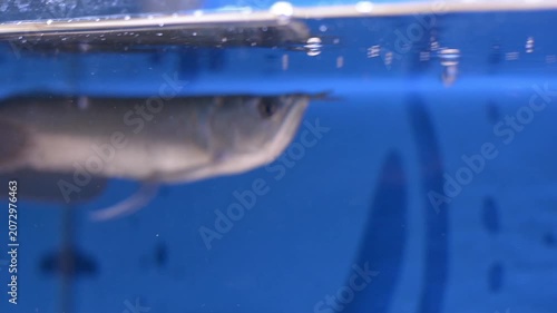 Silver Arowana Fish Snatching Food and Splashing at Water Surface in Blue Aquarium
