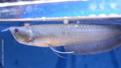 Silver Arowana Predatory Fish Hunting for Food in Blue Aquarium

