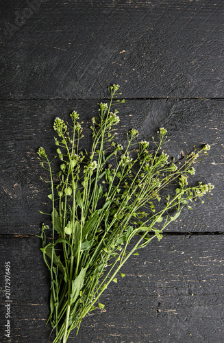 Herbal medicinal flower plant bouquet on black color wood board background. Bouquet of Capsella bursa-pastoris, commonly known as shepherd's purse or lady's purse small herbal medicinal flower.
