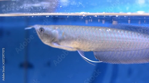 Detailed Close Up of Silver Arowana Fish Eating at Water Surface
