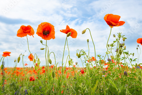 Valokuva A field of red poppies in full bloom