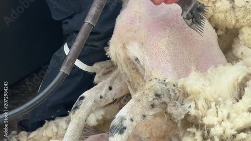 Sheep being sheered close up view of wool being removed from farm animal UK 4K