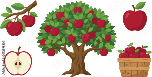 Apple tree with ripe red fruits, fresh apples, sliced fruit and harvest basket cartoon vector illustration collection isolated on white background