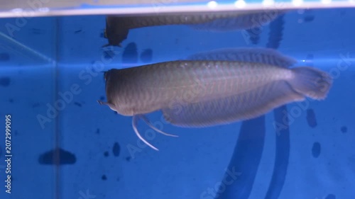Close Up of Silver Arowana Fish Scales and Fins in Blue Water
