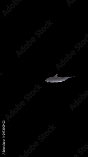Dolphin Swirling at Center of Screen and Flipping, Alpha Channel, Looped, Vertical Transparent Animation
