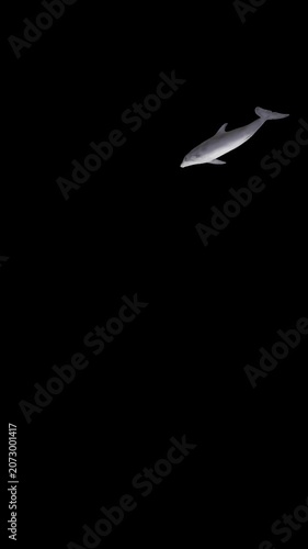 Dolphin Swirling at Top of Screen, Alpha Channel, Looped, Vertical Transparent Animation
