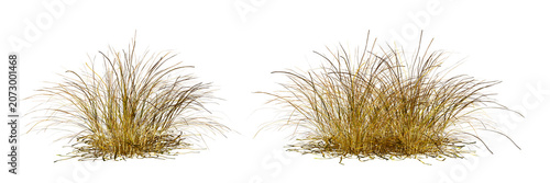 Front View Dry Ornamental Grass and Feather Grass Clusters