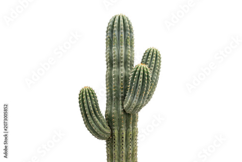 A tall green saguaro cactus with multiple arms standing against a solid black background, showcasing its textured skin and sharp vertical spines