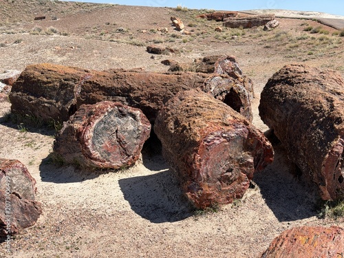 Pieces of petrified wood in Petrified Forest National Park, Arizona