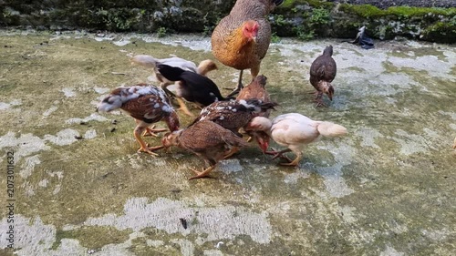 A group of chickens eating rice in the yard
