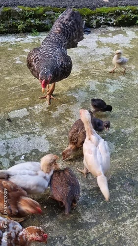 Group of chicken with various size eat rice