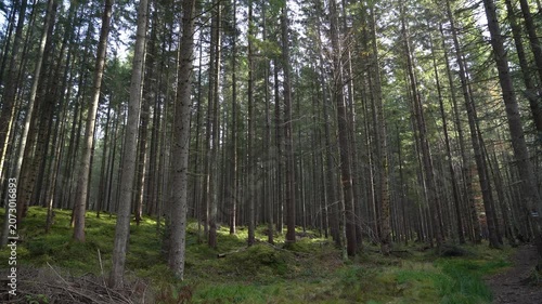 Walk through a forest path in early morning light with tall trees and soft ground underfoot. Gorgany Range. Autumn hiking in Carpathian Mountains, Ukraine
