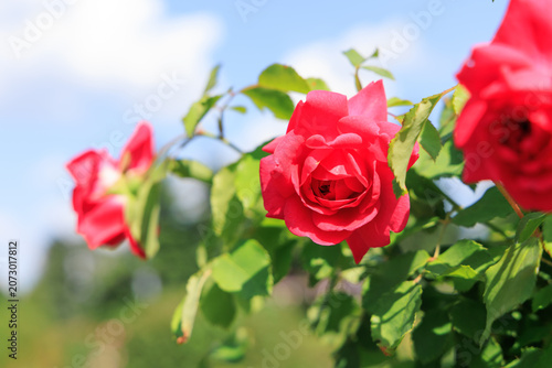 Quadro em tela Beautiful red varietal rose blooming in a garden under clear blue sky during sun