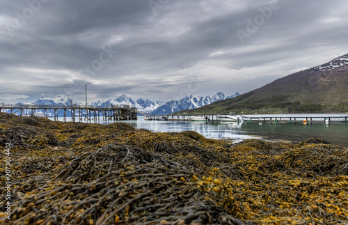 Cuadro en lienzo Brown algae on the coast of Norway during low tide ( Rotsund, Troms County )