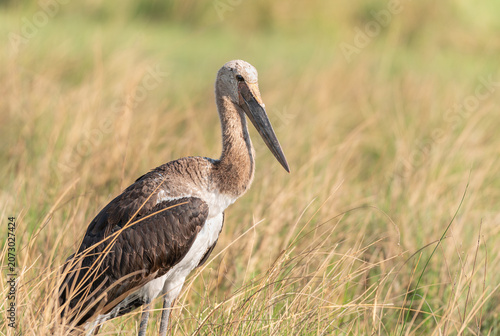 Photos Juvenile Saddle Billed Stork in the Moremi Game Reserve, Botswana, Africa