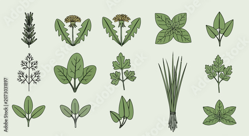 Collection of various green herbs and leaves on a light background