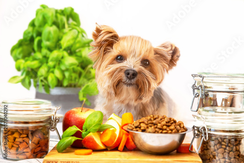 Fotografía Cute Yorkshire terrier dog near dry food and natural products ready for eating