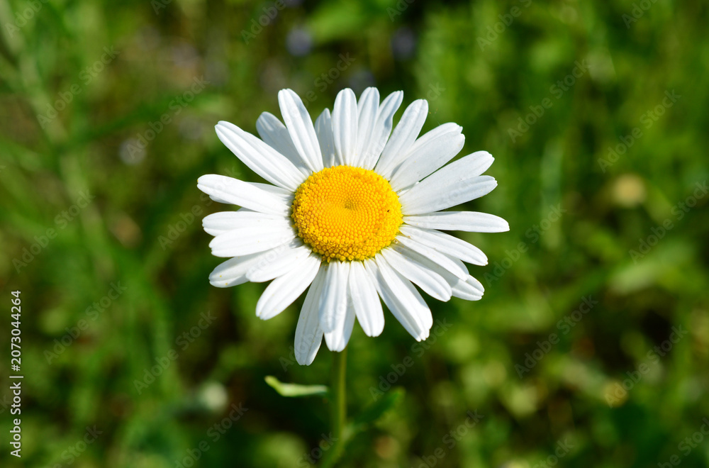 Fototapeta premium Close-up of a white daisy flower in a green field chamomile in sunlight Matricaria