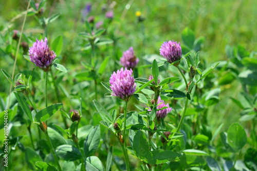 Red Clover Flowers Blooming in a Green Meadow front view Trifolium