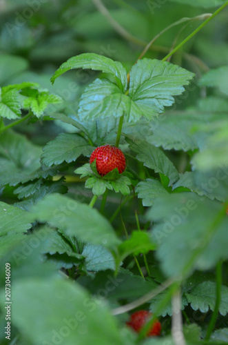 Small wild red strawberry ripen in the forest.Nature, wild strawberries, healthy berries, food , concept.