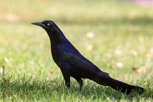 Obraz Wilgowron meksykański (Quiscalus mexicanus)
