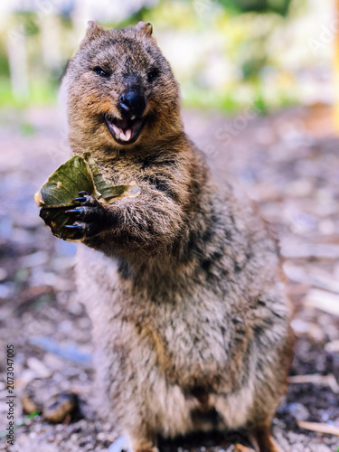 Фотография Happy smiling quokka standing and holding a leaf in its paws in natural bushland