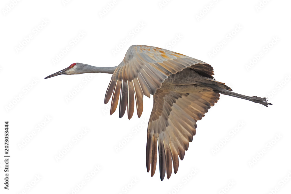 Obraz premium A Sandhill Crane Flies Isolated White Background