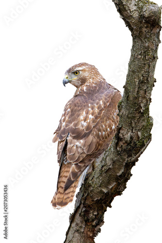 A Red-tailed Hawk Isolated on White Background