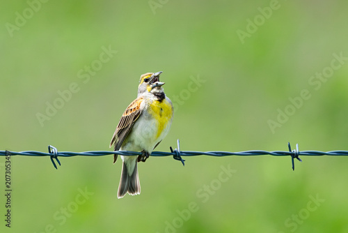 A Dickcissel Sings on Barbed Wire