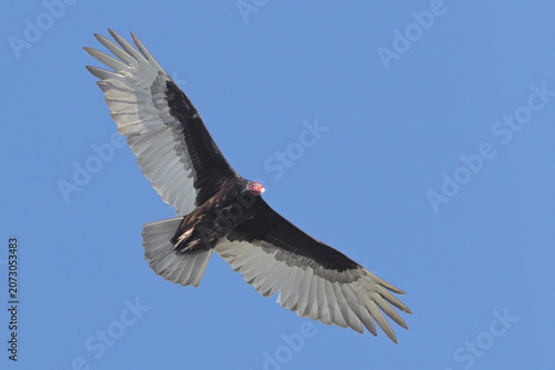 A Turkey Vulture Flies Overhead with its Wing Spread Open.