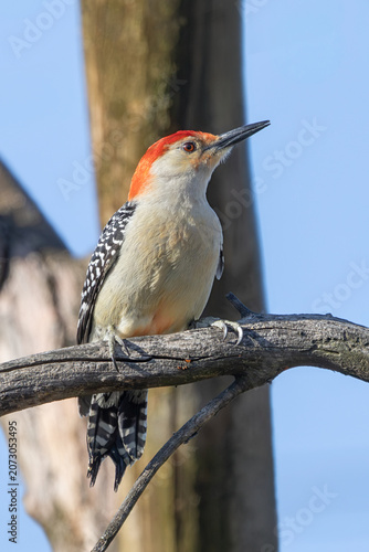 Frontal view of a red-bellied woodpecker perched on a branch.