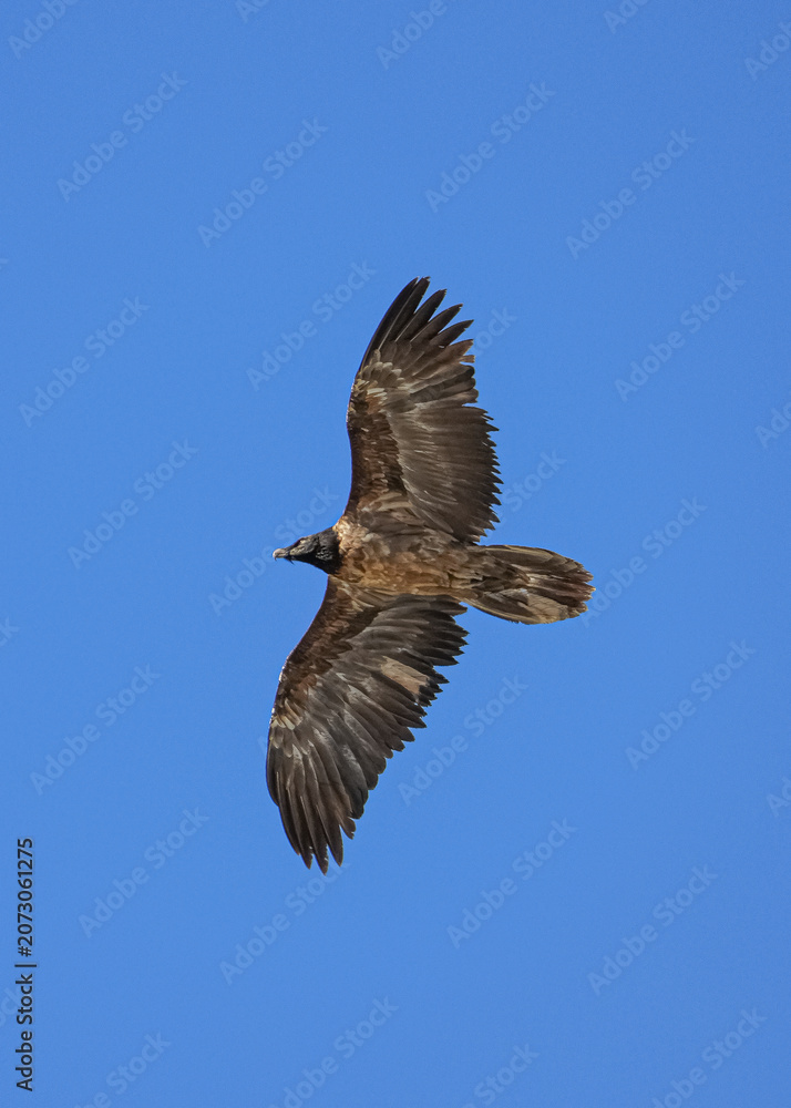 Obraz premium Eagle in the sky