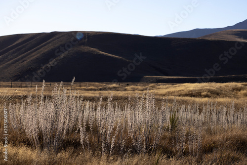 dry grass in the mountains