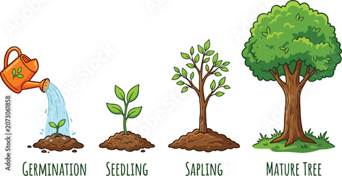 Tree growth stages from seed to mature tree
