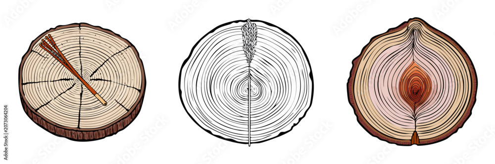 Fototapeta premium Tree ring patterns and onion layers illustration set showing growth and structure